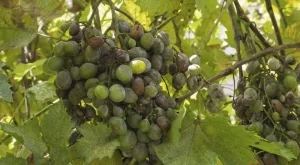 3 често срещани болести по гроздето и как да се справите с тях
