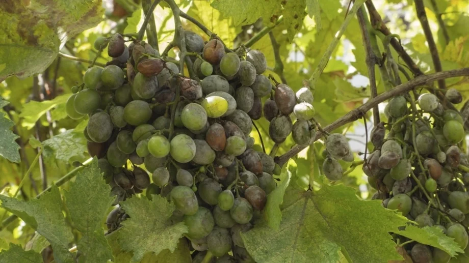 3 често срещани болести по гроздето и как да се справите с тях