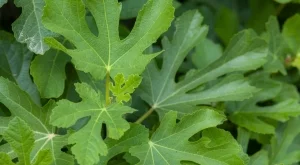 Домашен сироп от смокинови листа