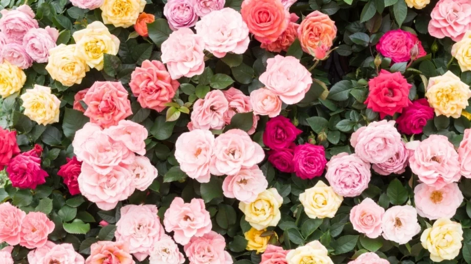 Розите ще цъфтят по-дълго, когато се хранят с 3 кухненски отпадъка през юли