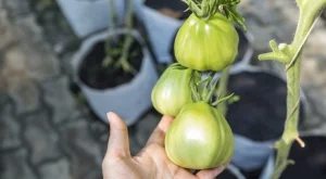 Защо доматите НЕ почервеняват и какво да правите