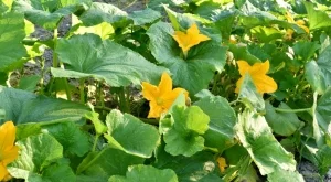 Защо листата на тиквичките пожълтяват? 3 причини и как да се справите