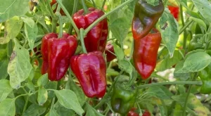 Добавете това в почвата за изобилна реколта от чушки