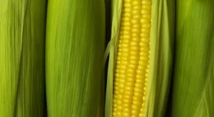 4 начина да приготвите кочан царевица 