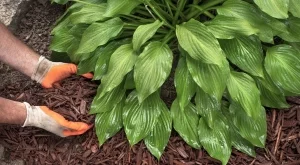 Защо да използвате мулч в градината си