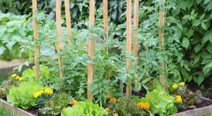 4 причини защо доматите не раждат и какво да правите