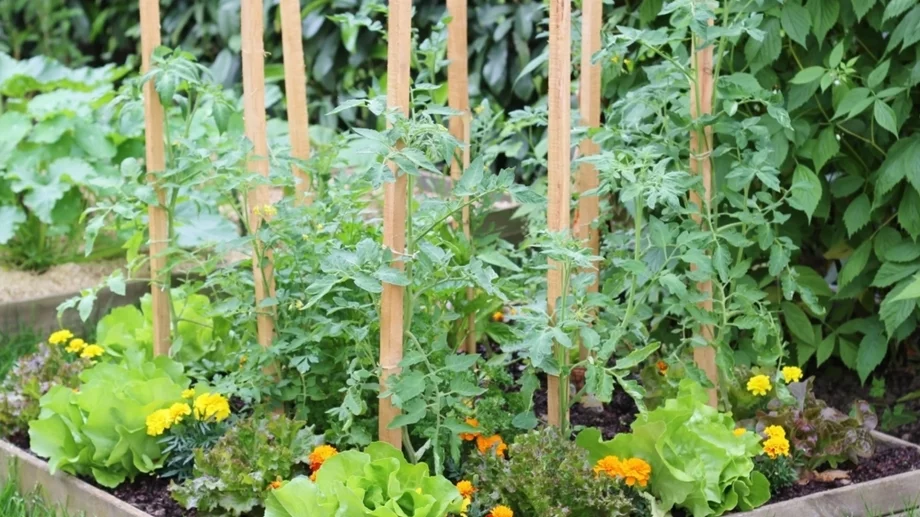 4 причини защо доматите не раждат и какво да правите