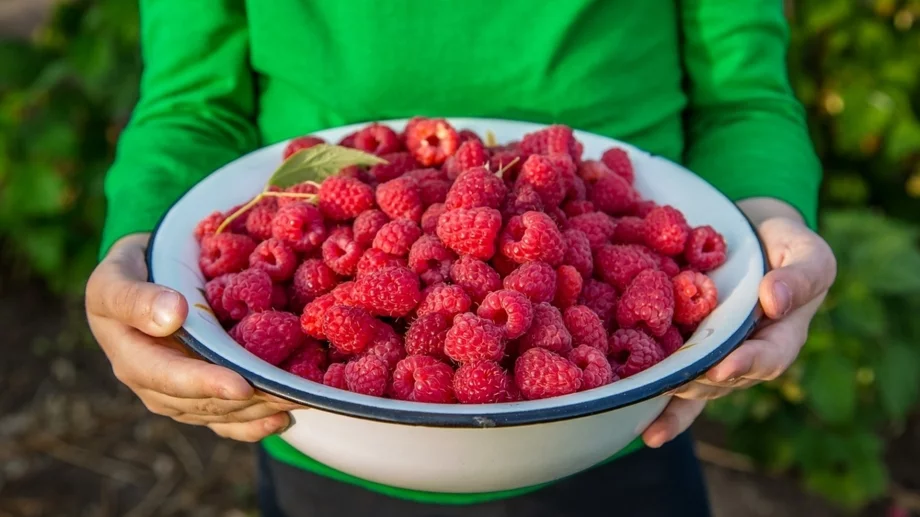 Как да миете малини, без да мачкате деликатния плод