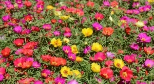 Как да се грижите за калдаръмче, за да не спира да цъфти