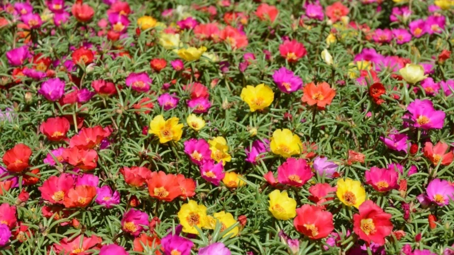 Как да се грижите за калдаръмче, за да не спира да цъфти