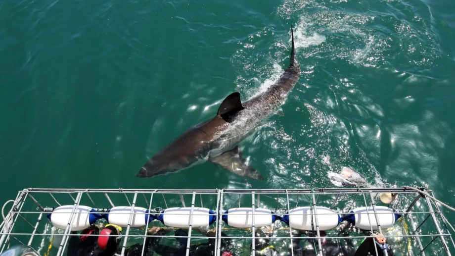 BG Alert, но за акули: ИИ система от дронове в САЩ