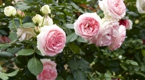 5 причини розите ви да не цъфтят и как да поправите това