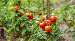 Кога да използвате английска сол, за да подхраните доматите