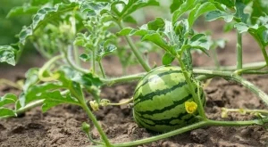 Защо вашите дини са спрели да растат - и какво да правите