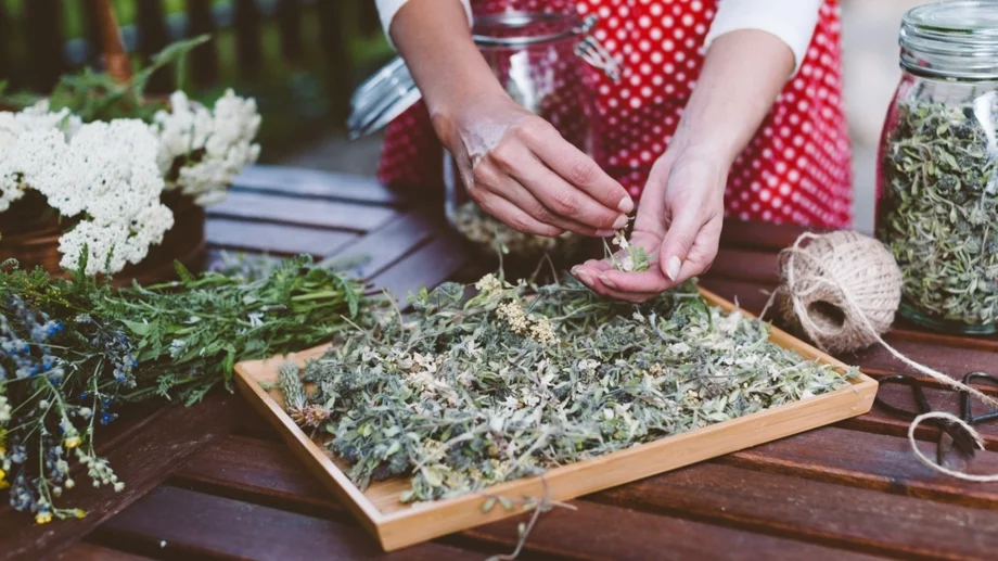 Билки за подобряване на паметта и концентрацията: какво казва науката