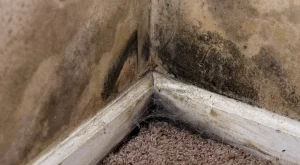 Как да се отървете от миризмата на плесен в мазето ви