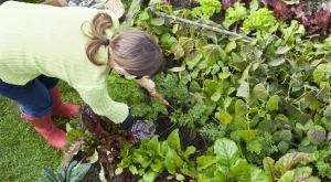 4 градинарски трика, които причиняват повече вреда, отколкото полза