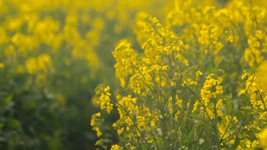 С тази билка ще излекувате стомаха, сърцето и жлъчката си (РЕЦЕПТА)