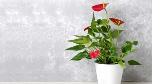 Полезно: Как да ускорите цъфтежа на антуриум