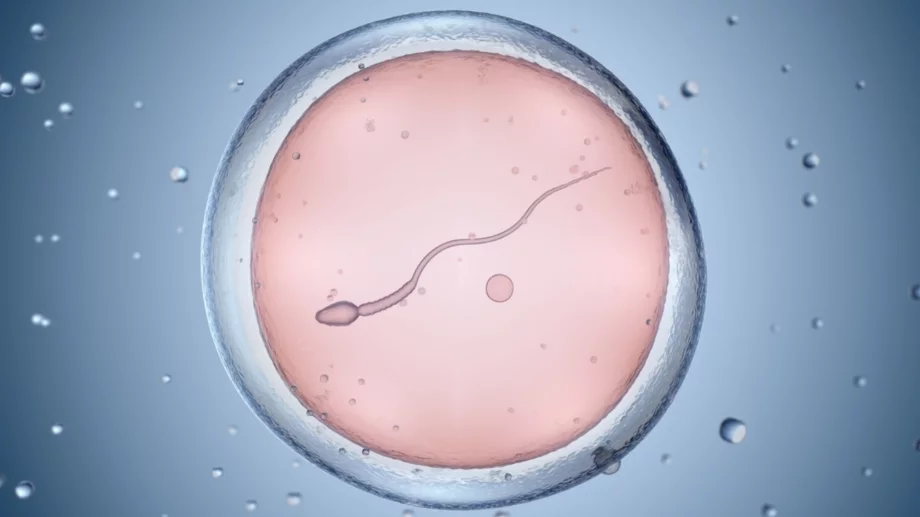 5 изненадващи факта за плодовитостта
