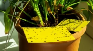 Как да се отървете от мушичките от домашните растения