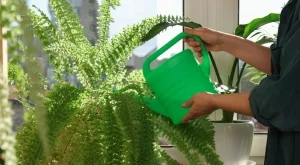 5 стайни растения, които да избягвате, ако страдате от алергии