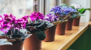 Как да се грижите за теменужки, че да живеят десетилетия