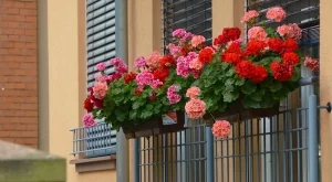 Кога да приберете цветята от балкона на закрито