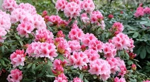 4 растения, които НЕ трябва да отрязвате през есента