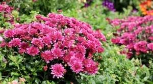Как да поддържате хризантемите цъфтящи през цялата есен