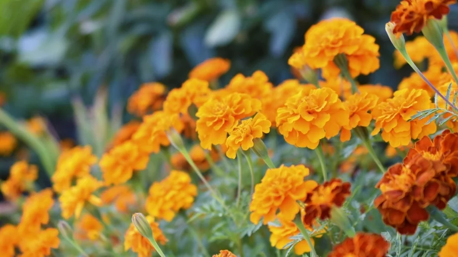 Турта - цветето, което има и ползи за здравето