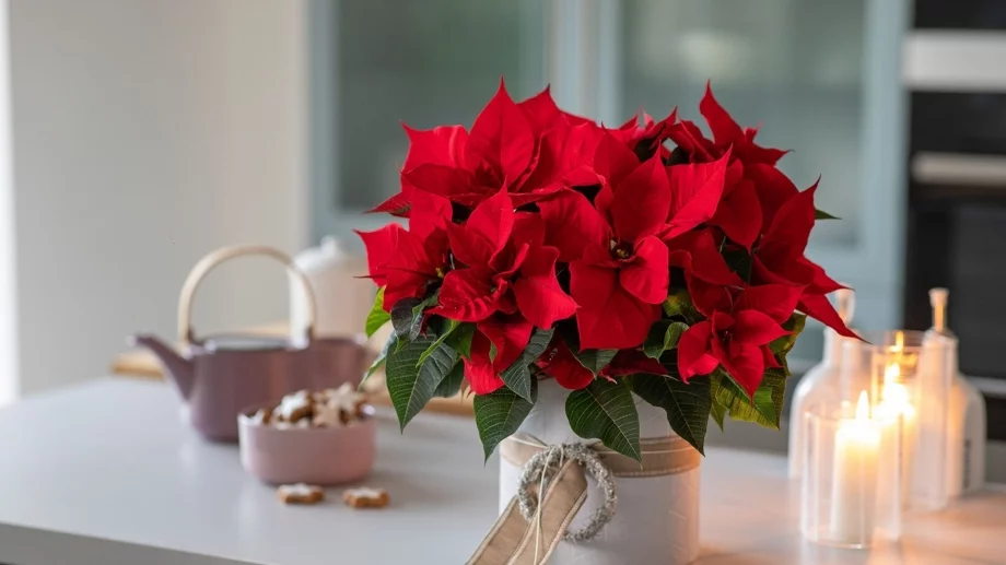 Внимавайте с тях: Тези стайни растения са опасни за деца и домашни любимци