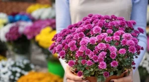 Това есенно цвете цъфти цяла зима и носи огромен късмет в дома