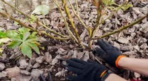 Розите ще бъдат по-здрави, ако тази есен в почвата се добави това