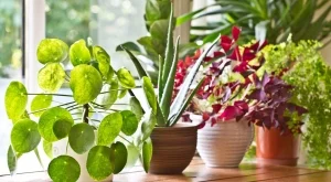 Как да подготвите стайните си растения за зимата след лято навън