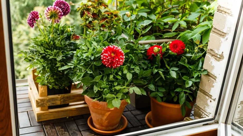 Как да се грижите за далии в саксия