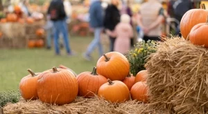 Как да разберем, че тиквите са готови за бране