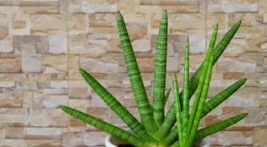 5 стайни растения, които (вероятно) не можете да убиете