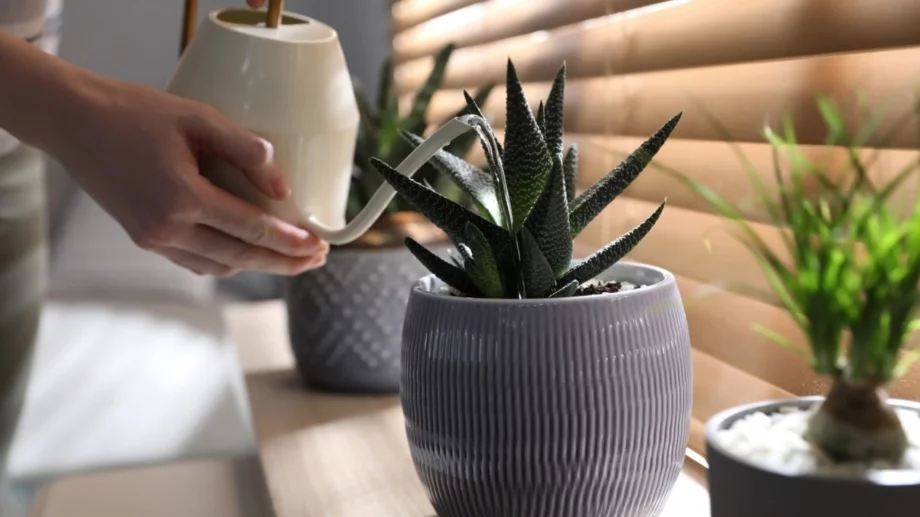 Колко често да поливате сукуленти 