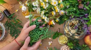 7 билки за понижаване на кръвната захар по естествен път