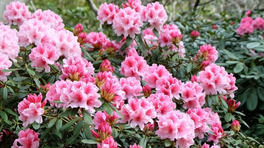 Засадете сега това цвете, за да краси градината ви през студената зима