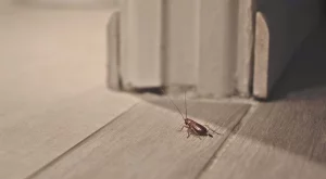 5 растения, от които хлебарките бягат