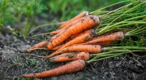 Как да почистите цялата мръсотия от вашите кореноплодни зеленчуци