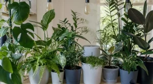 5 знака, че е време да пресадите вашите растения