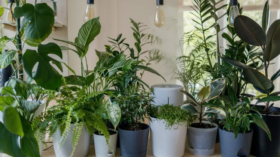 5 знака, че е време да пресадите вашите растения