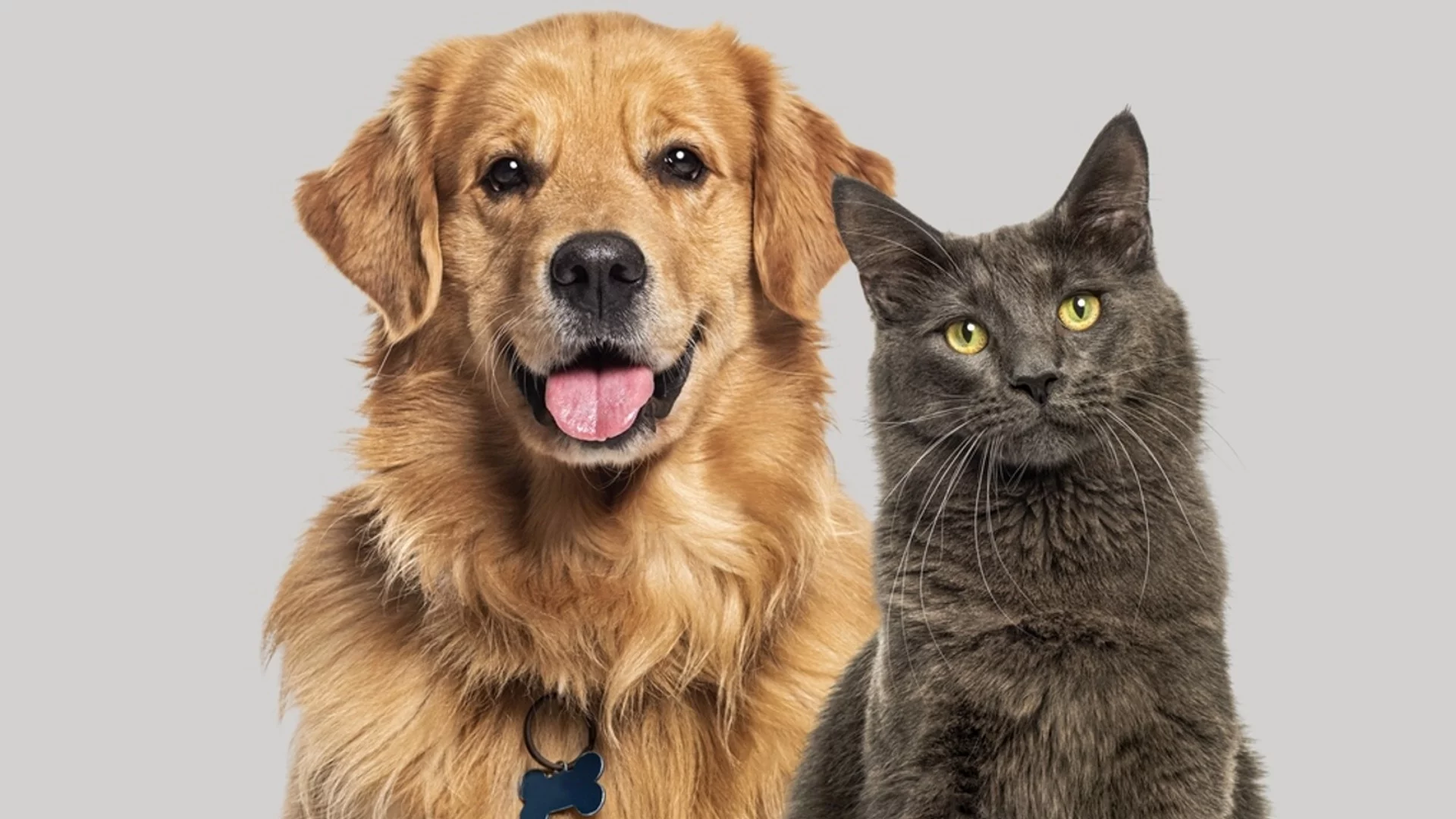 Шопинг на четири лапи: Къде да пазарувате за своя домашен любимец