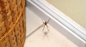 Направете това и ще прогоните паяците от дома си