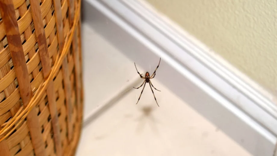 Направете това и ще прогоните паяците от дома си