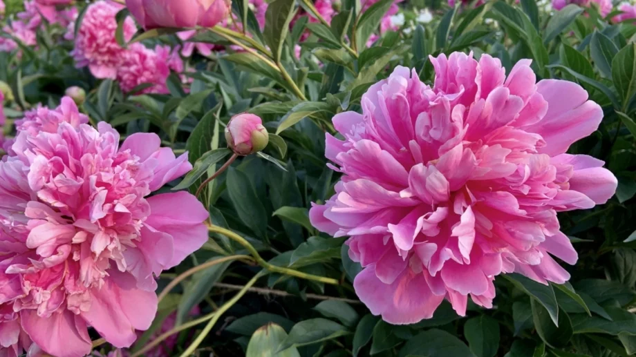 Как да режем божури за зашеметяващ цъфтеж следващoто лято