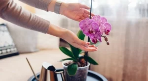 7 растения, които ще ви донесат добър късмет